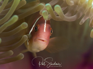 I see you!  A Pink Anemone fish peeking out of her anemon... by Patricia Sinclair 